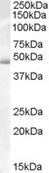 Actin-like 7B Antibody in Western Blot (WB)