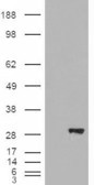 BDH2 Antibody in Western Blot (WB)