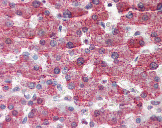 GOT2 Antibody in Immunohistochemistry (Paraffin) (IHC (P))