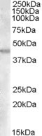 GOT2 Antibody in Western Blot (WB)