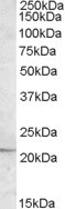 APOBEC3C Antibody in Western Blot (WB)