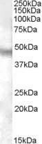 NPFF1 Antibody in Western Blot (WB)