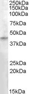 RASSF8 Antibody in Western Blot (WB)