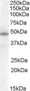 SERPINA12 Antibody in Western Blot (WB)