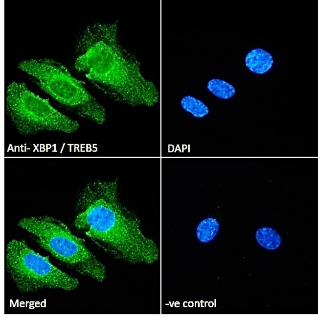 XBP1 Antibody in Immunocytochemistry (ICC/IF)