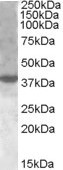 XBP1 Antibody in Western Blot (WB)