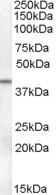 SERPINB6 Antibody in Western Blot (WB)