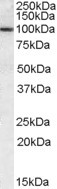 CLCA1 Antibody in Western Blot (WB)