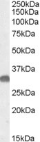 OTUB1 Antibody in Western Blot (WB)