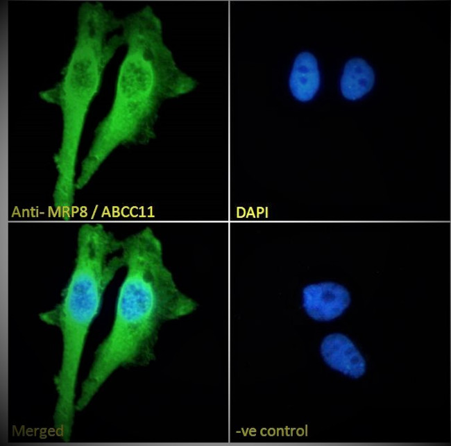 ABCC11 Antibody in Immunocytochemistry (ICC/IF)