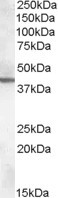 ABHD12 Antibody in Western Blot (WB)