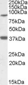 Lass1 Antibody in Western Blot (WB)