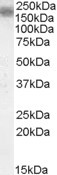 LRP4 Antibody in Western Blot (WB)