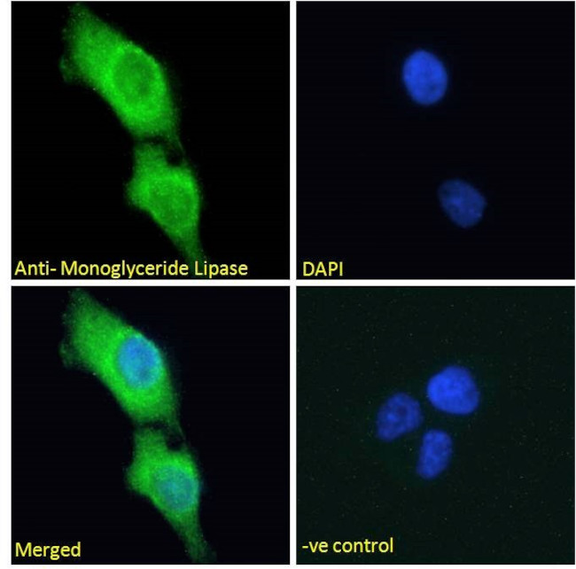 Monoacylglycerol Lipase Antibody in Immunocytochemistry (ICC/IF)