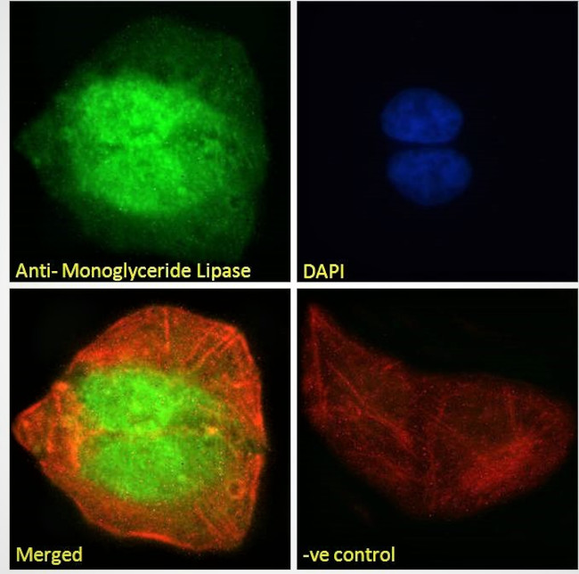 Monoacylglycerol Lipase Antibody in Immunocytochemistry (ICC/IF)