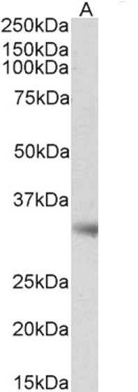 Monoacylglycerol Lipase Antibody in Western Blot (WB)