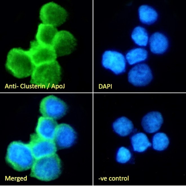 Apolipoprotein J Antibody in Immunocytochemistry (ICC/IF)