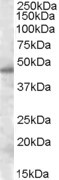 Septin-7 Antibody in Western Blot (WB)