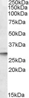 DPM1 Antibody in Western Blot (WB)