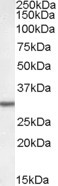 DPM1 Antibody in Western Blot (WB)
