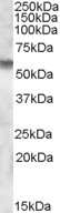 Iduronate 2 Sulfatase Antibody in Western Blot (WB)