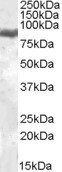 Lactoferrin Antibody in Western Blot (WB)