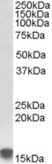 SRXN1 Antibody in Western Blot (WB)