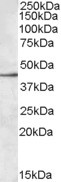 SIGLEC8 Antibody in Western Blot (WB)