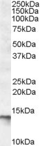 C1D Antibody in Western Blot (WB)