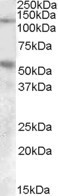 Palladin Antibody in Western Blot (WB)