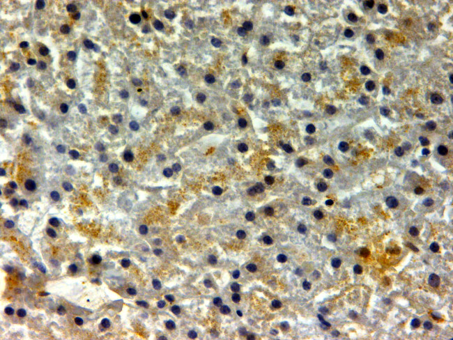 Ferritin Heavy Chain Antibody in Immunohistochemistry (Paraffin) (IHC (P))