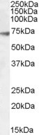 GABRA4 Antibody in Western Blot (WB)