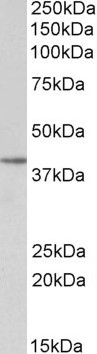 SFRP4 Antibody in Western Blot (WB)