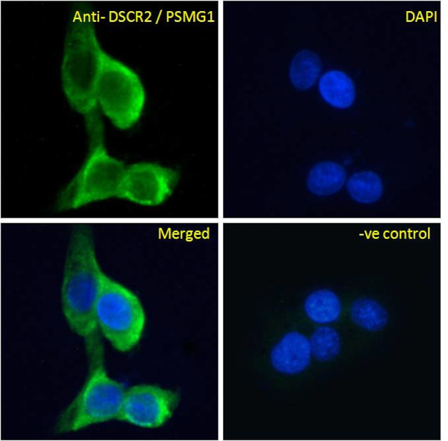 PSMG1 Antibody in Immunocytochemistry (ICC/IF)