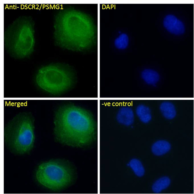 PSMG1 Antibody in Immunocytochemistry (ICC/IF)