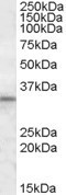 HAX1 Antibody in Western Blot (WB)