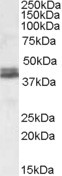 Nudel Antibody in Western Blot (WB)