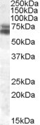 BMAL1 Antibody in Western Blot (WB)