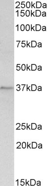 Annexin A1 Antibody in Western Blot (WB)