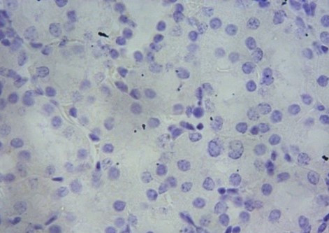 TSPO Antibody in Immunohistochemistry (Paraffin) (IHC (P))