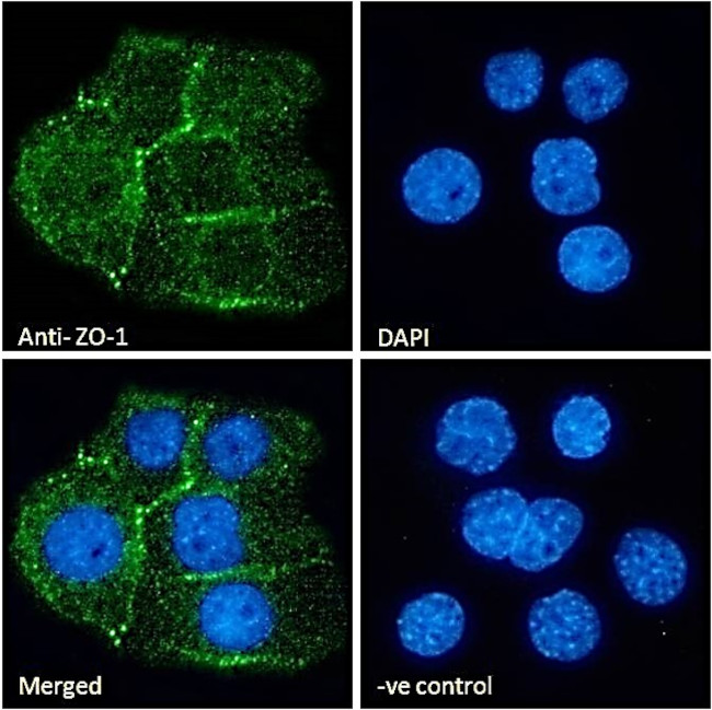 ZO-1 Antibody in Immunocytochemistry (ICC/IF)