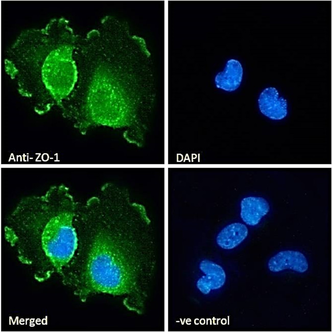 ZO-1 Antibody in Immunocytochemistry (ICC/IF)