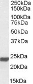 HMGB3 Antibody in Western Blot (WB)