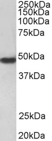 PAR1 Antibody in Western Blot (WB)