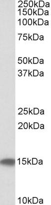 Cystatin C Antibody in Western Blot (WB)