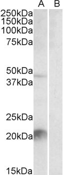 Kallikrein 6 Antibody in Western Blot (WB)