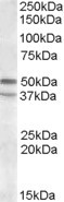 HTR7 Antibody in Western Blot (WB)