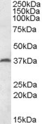 MEST Antibody in Western Blot (WB)