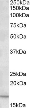 CXCL2 Antibody in Western Blot (WB)