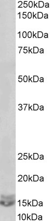 CXCL2 Antibody in Western Blot (WB)